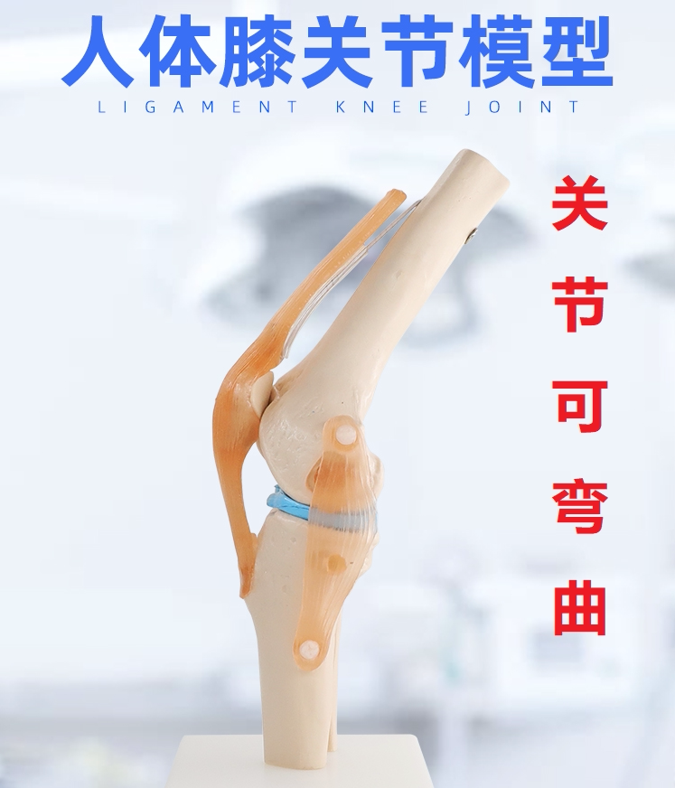 膝关节功能模型医用 骨骼骨架模型 膝盖骨髌骨 人体骨骼教学教具
