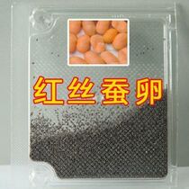 Natural golden silk silkworm eggs spring silkworm with silkworms students to raise silkworms suit to silkworm eggs mulberry leaf