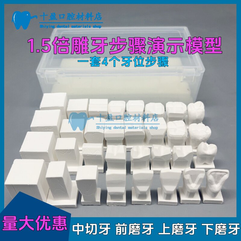 牙科 口腔学生练习雕刻牙齿步骤模型 1.5倍石膏雕牙步骤演示模型