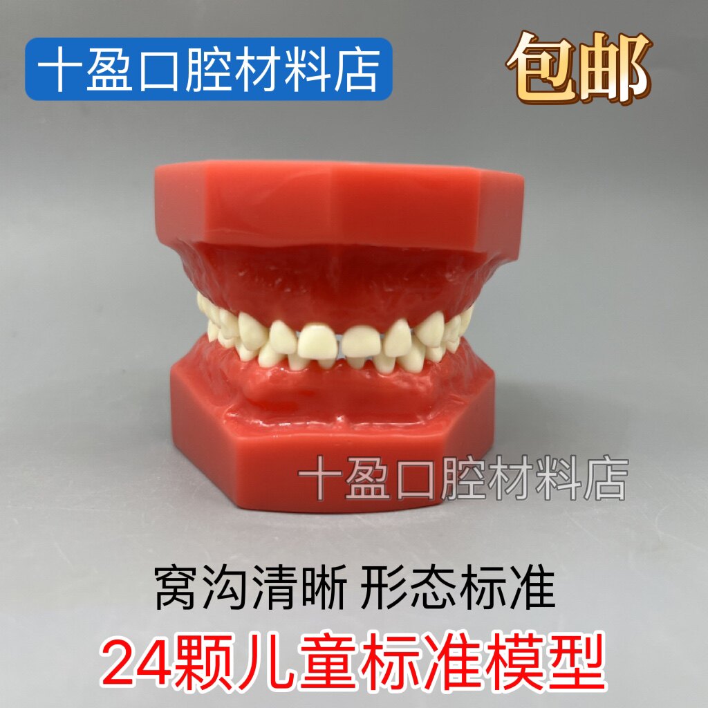 牙科口腔模型 24颗儿童标准牙齿模型 优质1：1 医患沟通 窝沟清晰