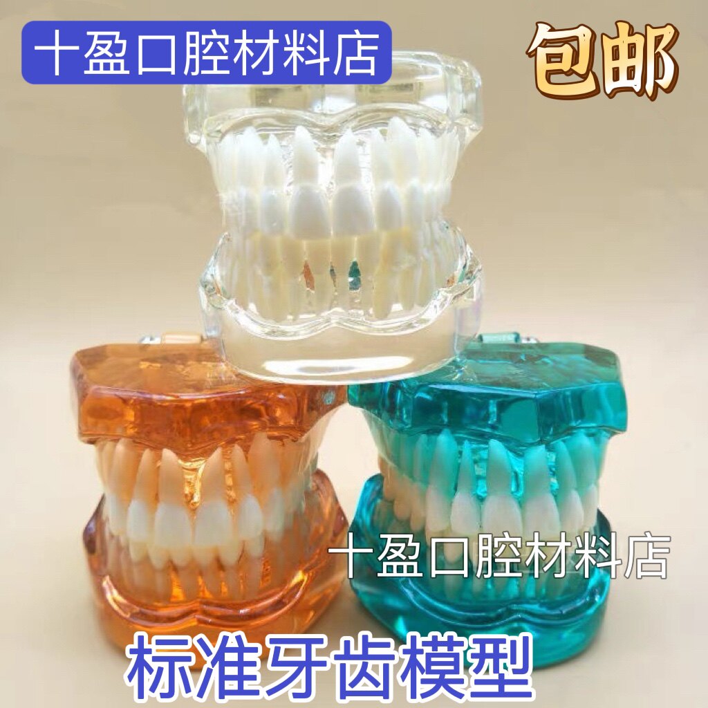 牙科口腔28颗标准牙齿模型全口假牙牙齿恒牙水晶透明蓝色教学模型