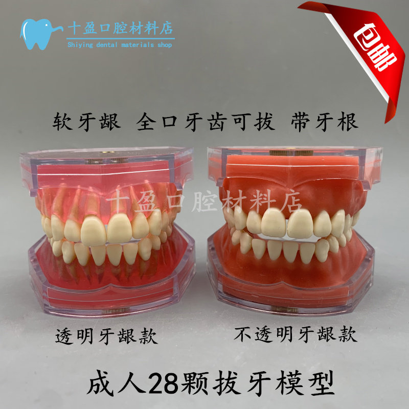 牙科口腔模型 练习全口可拔牙模型软牙龈牙齿可拆卸 学生认识牙齿