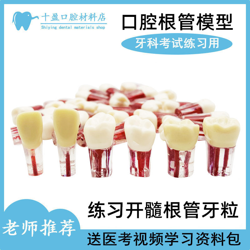 口腔牙医考试练习口腔根管离体牙开髓牙粒树脂带髓腔牙仿真牙模型