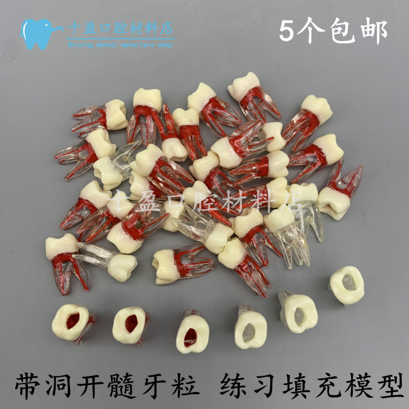 牙科教学模型练习根管充填窝洞牙粒模型带牙根根管学生练习离体牙