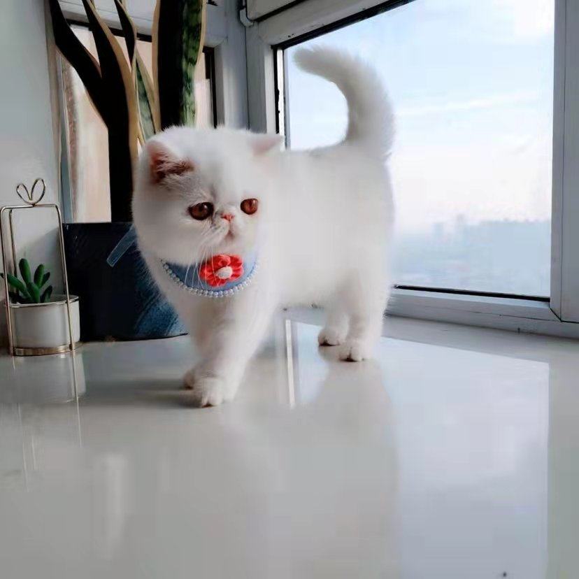 pet food海外优选