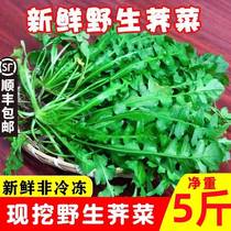 5 pounds of freshly dug wild shepherds purse wonton dumpling stuffing fresh frozen wild vegetables diced greens water chestnuts mustard greens