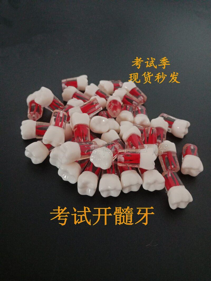 牙科练习考试用开髓牙粒 带髓腔根管牙 离体牙模型 仿真牙树脂牙