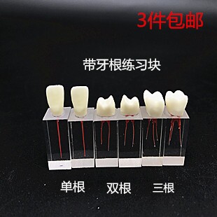 牙科根管练习模型 带牙冠扩大充填根管牙模型 开髓牙根管离体牙