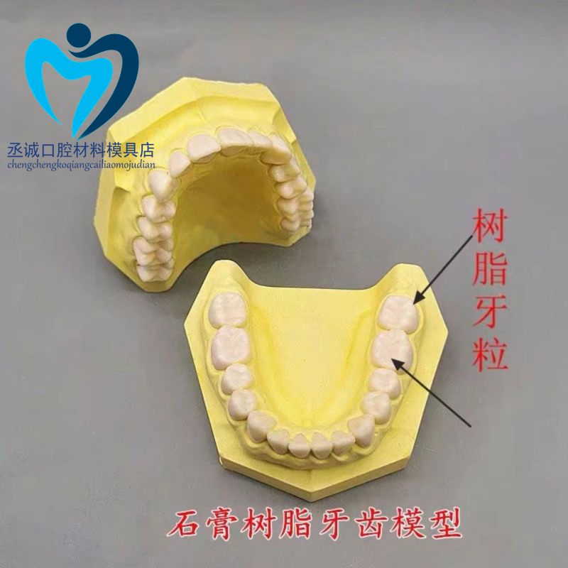 牙科备牙模型 石膏底座树脂牙齿 28颗备牙练习模型 排齦制备窝洞