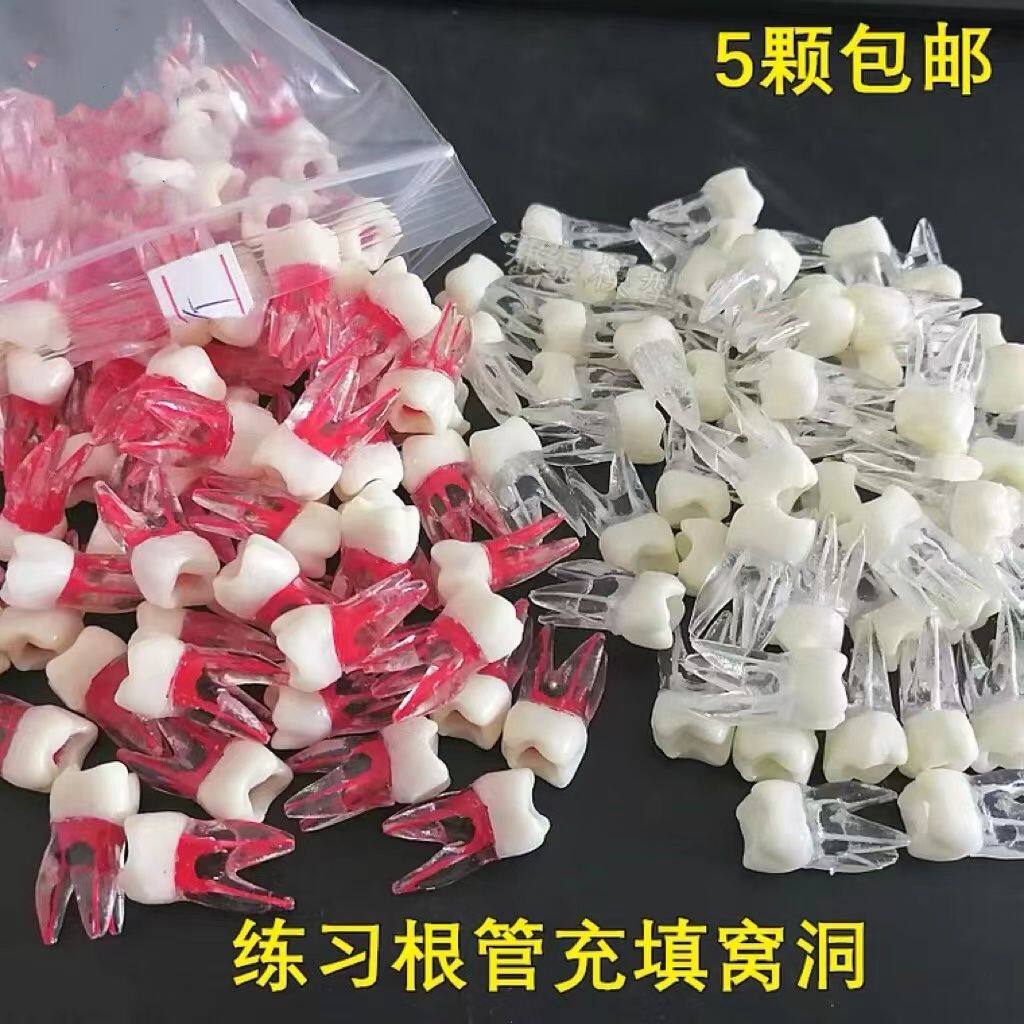牙科教学练习根管充填窝洞牙粒模型 带牙根根管练习离体牙模型