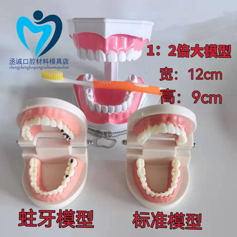 牙科标准牙模型 牙齿模型 教学假牙幼儿园刷牙练习口腔儿童模型