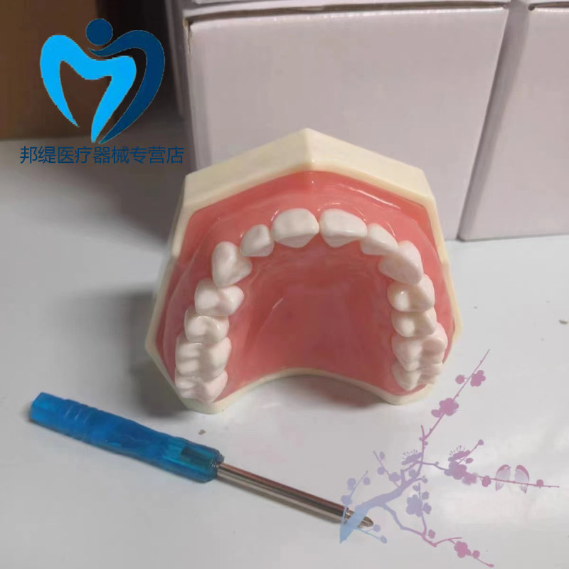 备牙模型牙科口腔材料器械牙齿模型口腔教学练习模型树脂牙模材料