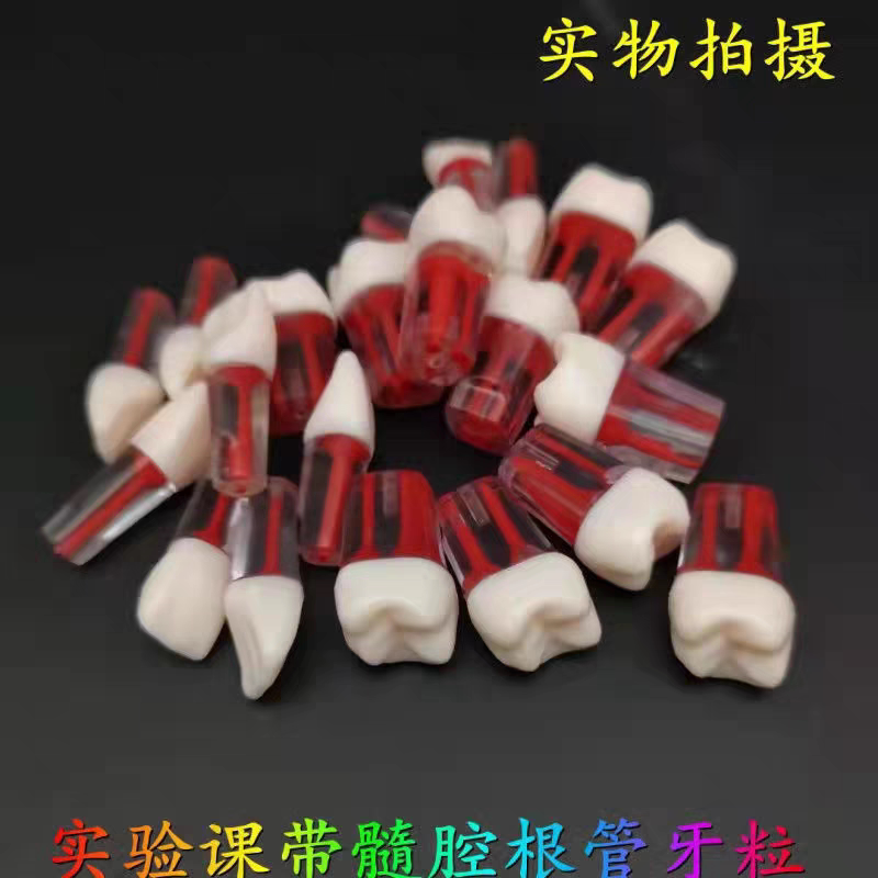 牙医考试练习口腔根管离体牙开髓牙备牙练习套餐