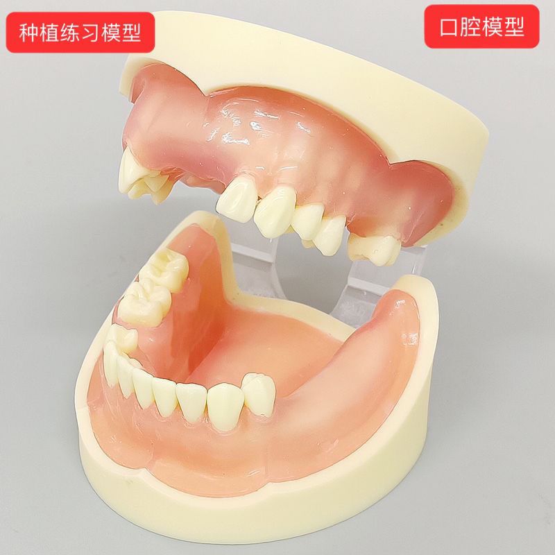口腔模型教具缺失牙齿模型上颌窦牙模医用教学操作品医患沟通用具