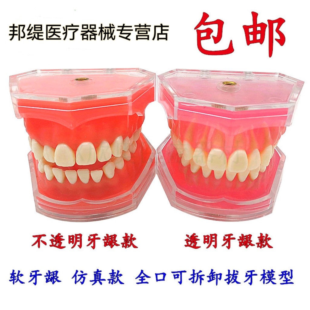 口腔标准牙模型种植可拆卸神经牙模修复体全口病理医患沟通模型