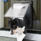 Pet Dog Door, Pet Door Opening for Large Dogs, White Dog Door, Free Entry and Exit for Indoor Large Dogs