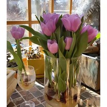 Tulip perfume cultivation container glass hyacinth green radish plant utensil large vase transparent water cultivation flower arrangement flower pot
