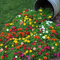 混色重瓣太阳花2万粒+肥 【买2送1】