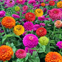 百日草1000粒+肥 【买2送1】