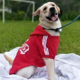 Большая собачья одежда осень и зимний лабрадор золотой хлопок среднего размера большие собаки зимние питомцы зимняя одежда зимняя одежда