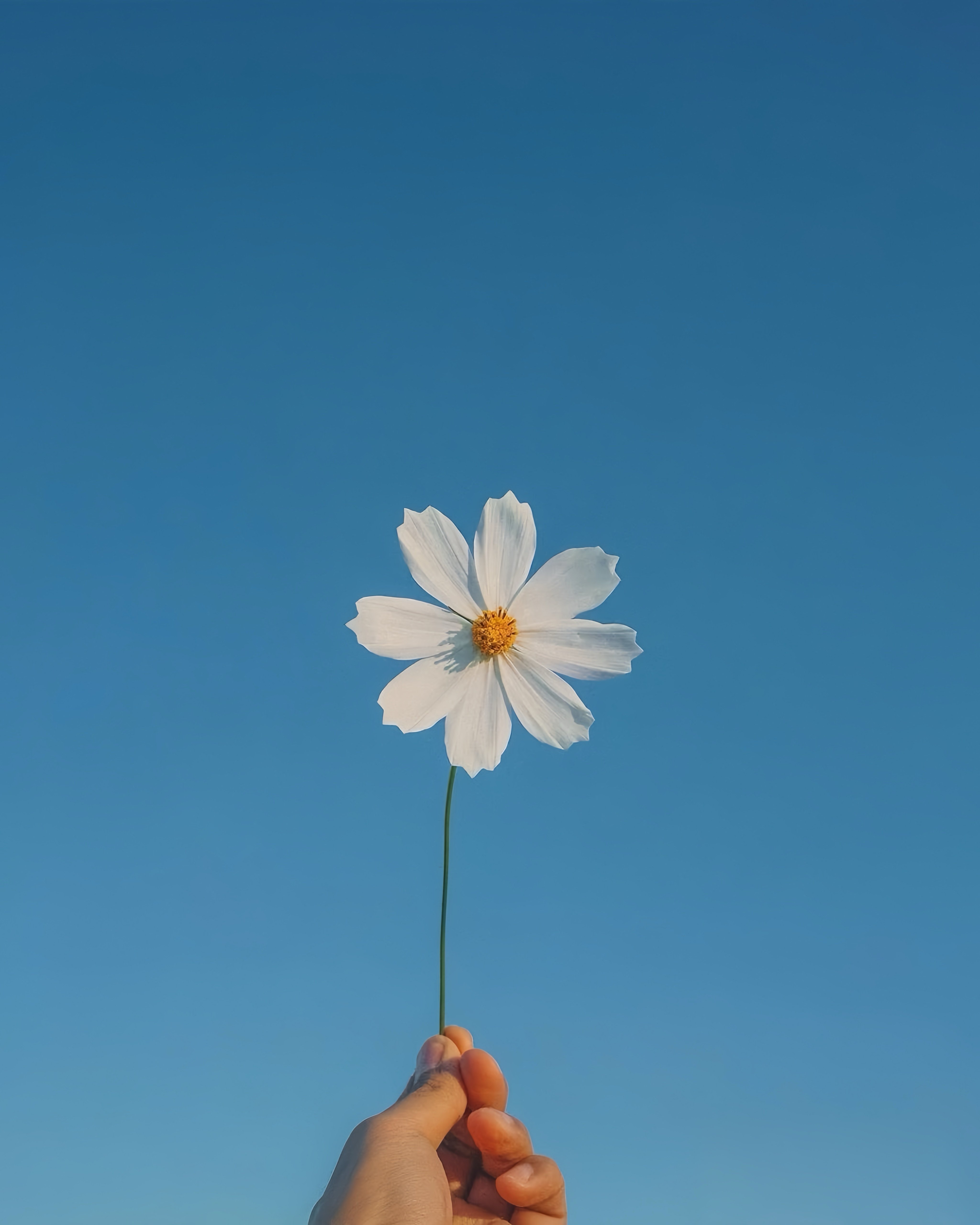 植予你