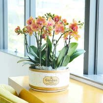 Bonsai Flower Large full outdoor patio plant Easy to live and resist cold spring flowering flowers All season flowers are well raised