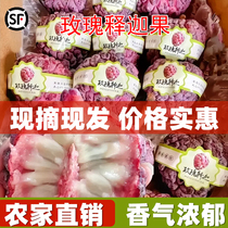 Hainan rose red custard apple fresh fruit five kilograms packed by SF Express freshly picked and fragrant sweet custard apple