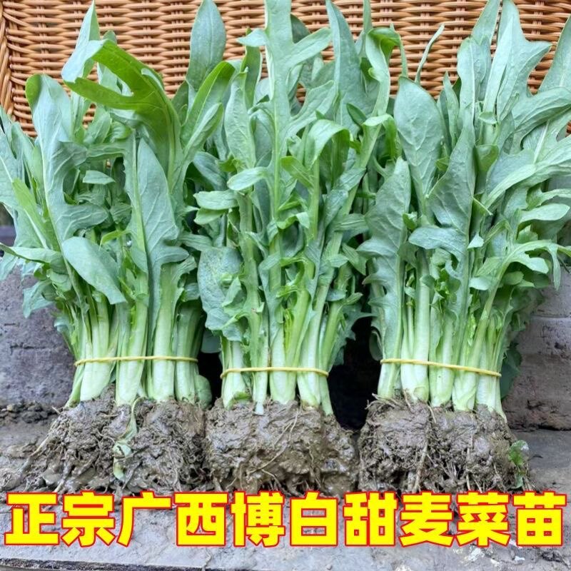 四季种苗农场
