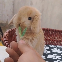 Pet rabbit living thing dwarf rabbit living body is not big mini small water hyacinth teacup rabbit big lop ear rabbit cat cat rabbit