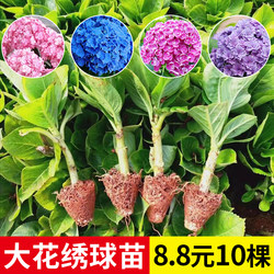 Yunnan Straight Hair Hydrangea Seedlings 10 Small Seedlings Blooming All Seasons Balcony Potted Large Flowers Easy-to-Live Plants Endless Summer