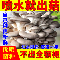 (No compensation for mushrooms) Mushroom planting package family balcony indoor DIY planting edible mushroom mushroom package