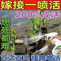 (Grafting guarantees immortality) plant grafting healing agent fruit tree flower tree potted pruning special grafting artifact