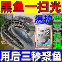 Black fish special bait black fish fishing bait wild fishing black pit reservoir lake black fish a pack of nest material food attractant