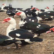 Zhengzong Duck Ducks Zhengzong Duck Duck Ducks duck and duck duck and duck youth duck Atlantic duck Half Duck Ducks Half A Catty Duck