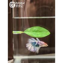 Betta rests and avoids leaves small fish tank simulation plants lazy water plants bed decoration landscaping spawning leaves