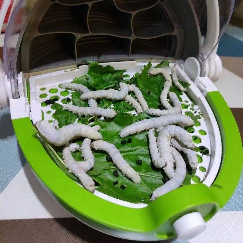 Silkworm baby space parenting Silkworm Baby Breeding Box Science Canned Silkworm Baby student Silkworm Suit Observation box