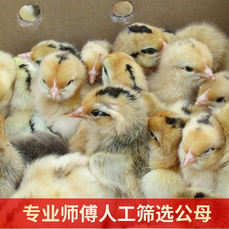 宠物鸡五黑一绿壳蛋鸡苗,养在家里的乐趣与营养全解析!🎉-宠物鸡-淘宝百科网