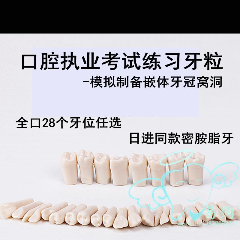 牙医口腔技能考试练习备牙牙粒 塑料仿真离体牙树脂牙模 20颗包邮