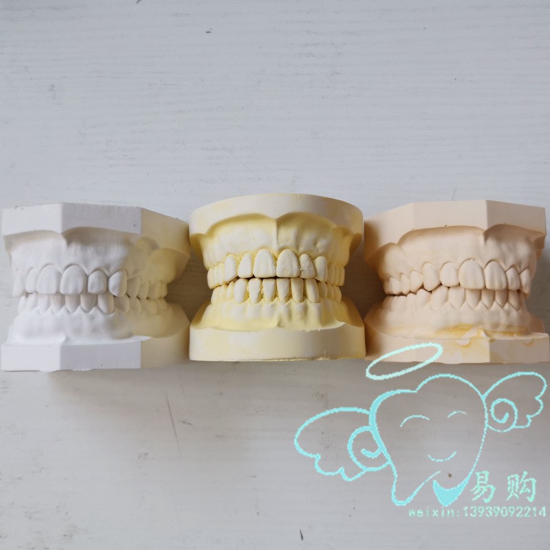 牙科 有牙颌石膏牙模型  全口标准牙列 28颗32颗牙模型 特价包邮