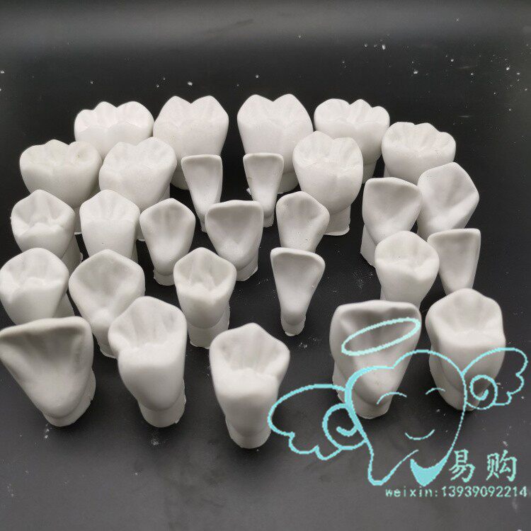石膏牙齿模型 4倍离体恒牙体解刨 雕牙指导 制备窝洞牙冠 1颗包邮
