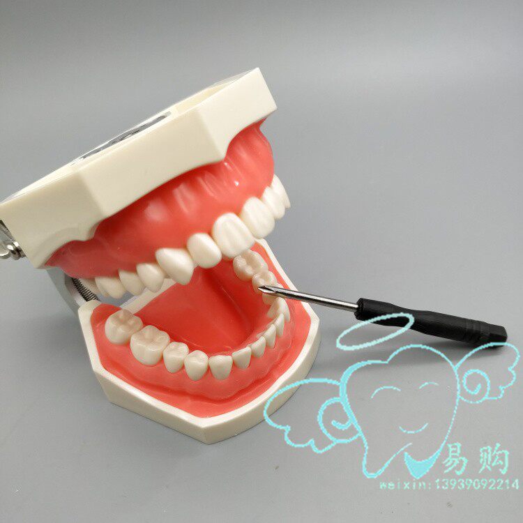 日进牙通用备牙模型 全口可拆牙粒仿真离体牙形态软硅胶牙龈 包邮
