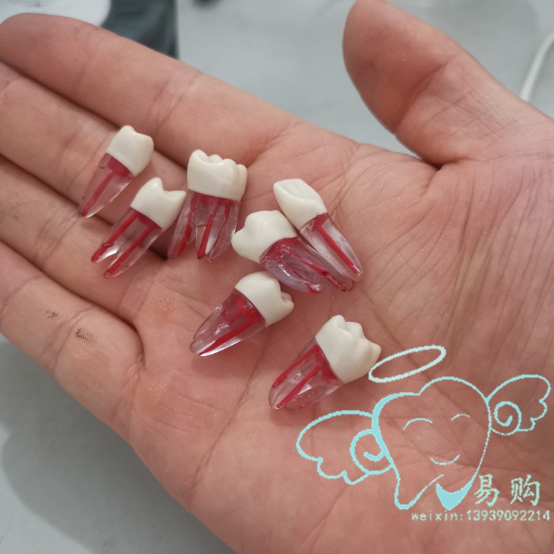 牙科 根管牙模型 练习开髓充填树脂牙 带牙根仿真离体牙 1颗包邮