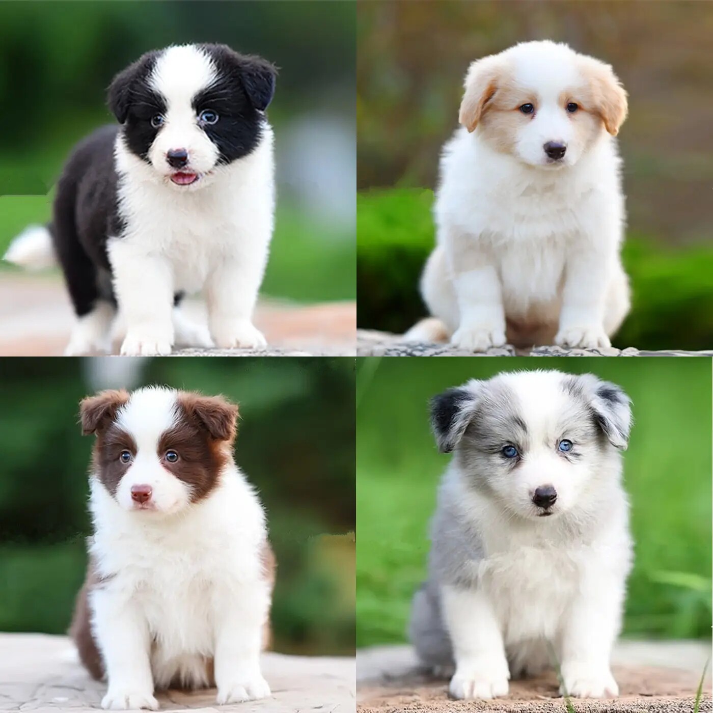 Pure Breeds Border Shepherd Dogs Cubs Side Shepherd Black White Meteorites Living Pet Dogs Red Brown-Taobao