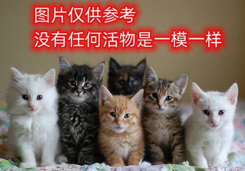 Orange cat cubs Zhonghua Tian Yuan Cat Fox Flower Cat Living Pure Black Cat White Cat Lion Cat Dairy Cow Adult Cat Kitty-Taobao