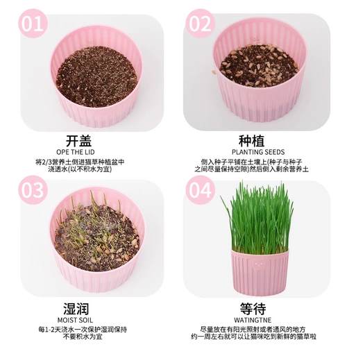 Кошачья трава выращивается сами, кошачья горшка, ленивый