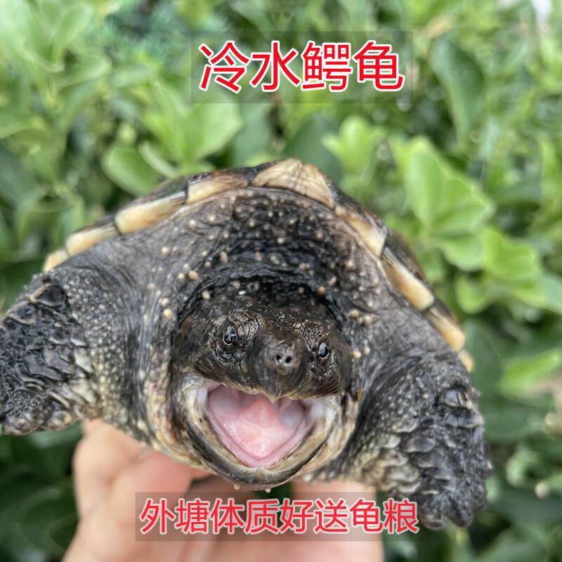 凶猛小鳄龟:正宗北美冷水龟,外塘养活物宠物龟新宠!-特种养殖类水族宠物-淘宝好物网