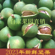 Guangxi Fresh Hawaiian Fruits Nuts 2023 When Season New Goods Origin Direct Sale Green Pollution-free No Add