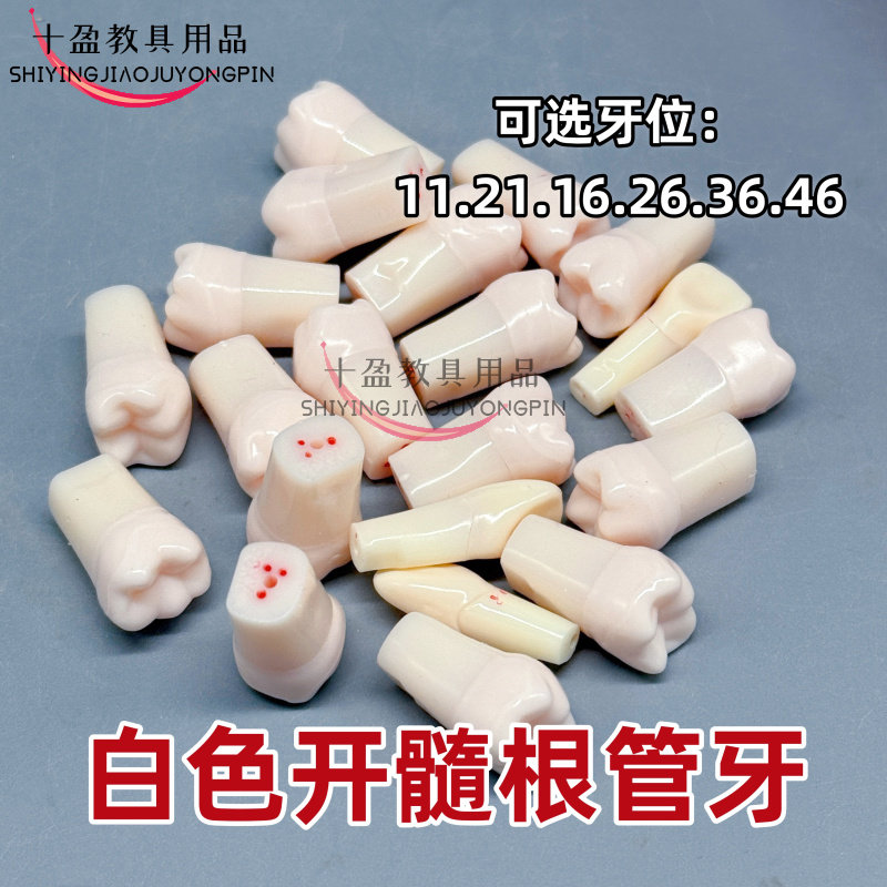 牙科口腔模型根管牙粒开髓牙离体白色根管牙粒透明根管树脂牙粒