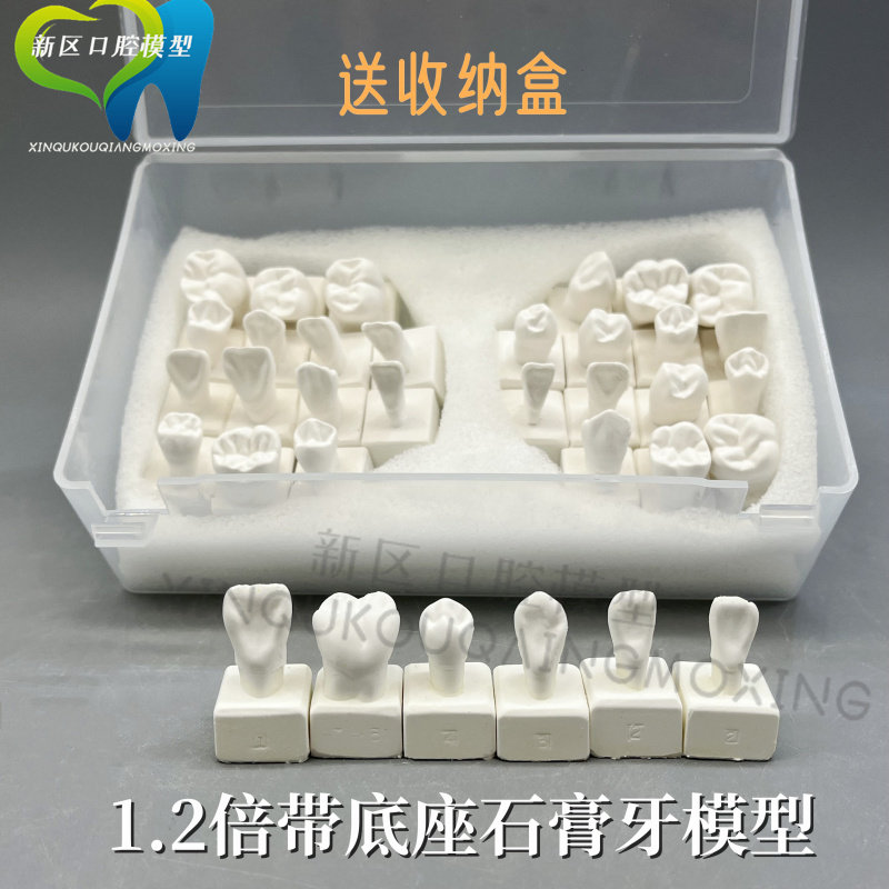 牙科雕刻1.2倍  2倍雕刻牙齿石膏模型全口28颗展示模型一件包邮