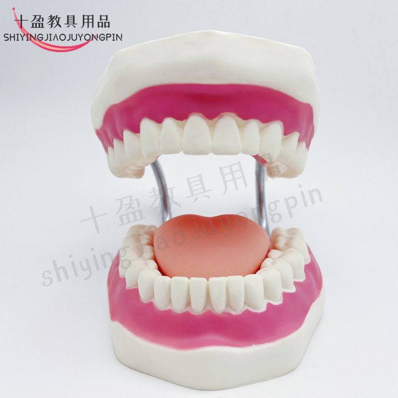 牙齿口腔教学刷牙模型儿童刷牙模型带舌头牙齿模型 6倍放大模型